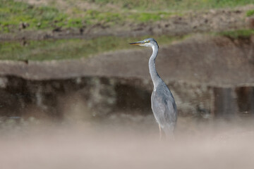 Grey Heron in its natural environment.