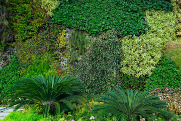 Live green wall and vertical gardening background