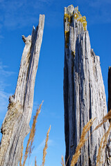Wooden driftwood with moss against the blue sky at the port in Ventspils, Latvia.