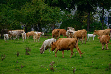 Fototapeta na wymiar White and brown cows graze in a meadow and eat grass, Latvia.