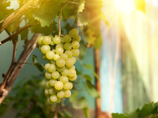 Bunches of green grapes hanging and growing on vineyards