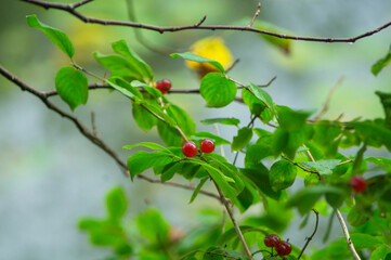 Branch of Lonicera xylosteum plant with leaves and a red poisonous berries