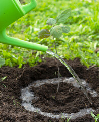 watering from a watering can of a newly planted tree branch. the concept of environmental restoration