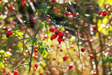 Autumn natural background with red berries . Uncultivated rosehip . Berries of wild rose