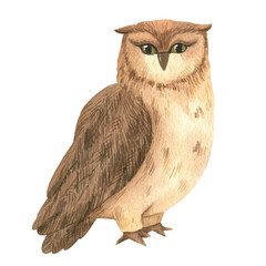 Quality watercolor owl for design, owlet for cards, stickers, print, decor and design for kids prints