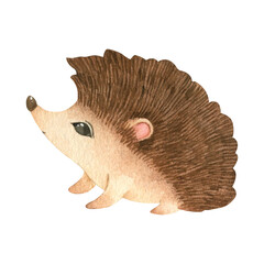 High-quality watercolor hedgehog for design, baby hedgehog for cards, stickers, prints, decor and design for children's prints