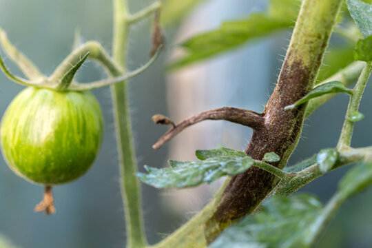 Symptoms of mgggildiou tomato Phytophtora infestans