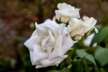 Three white rosebuds on a bush