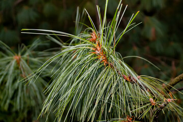 Long needles on a branch of a coniferous tree