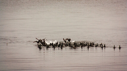 flock of ducks on the lake