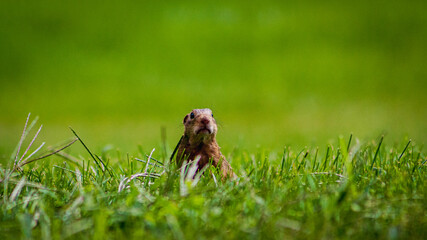Obraz premium 13 Lined Ground Squirrel in the Grass