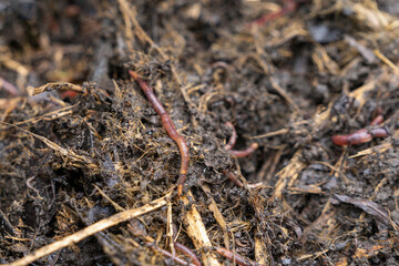 Landscape of red worms in the compos