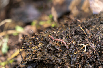 Landscape of red worms in the compos