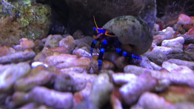 Ein Einsiedlerkrebs mit schwarz blaue Beine im Meerwasseraquarium.