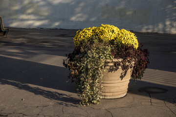 Yellow chrysanthemums climbing ivy growing in a clay pot decorate the street in the park