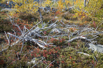 Swamp or lake with megalithic seid boulder stones, dead trees in nature reserve on mountain Vottovaara, Karelia, Russia.