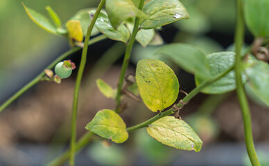 Delicious, fresh and colorful organic blueberries
