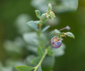 Delicious, fresh and colorful organic blueberries