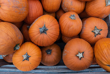 Lots of pumpkins next to each other. Vegetables after harvest. Pumpkins on display, filling the entire background.
