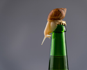 Close-up of a snail crawling on a glass bottle of beer in the studio.
