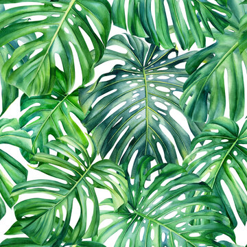 Tropical seamless pattern of monstera green leaves, watercolor illustration. forest background, digital paper