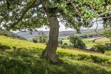 Summer landscape in the Yorkshire Dales