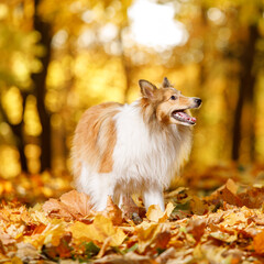 Dog in the yellow and orange leaves in autumn in the park. Pet for a walk. Sheltie - Shetland sheepdog.