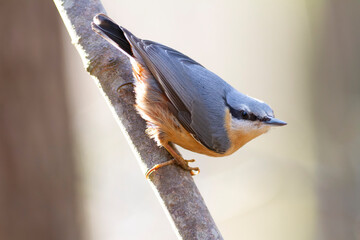 sitta europeae European nuthatch perched in close view
