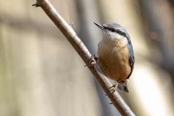 sitta europeae European nuthatch perched in close view