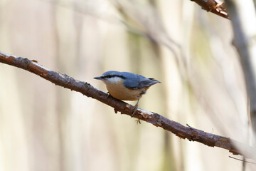 sitta europeae European nuthatch perched in close view