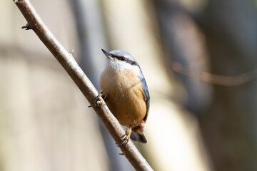 sitta europeae European nuthatch perched in close view
