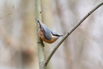sitta europeae European nuthatch perched in close view