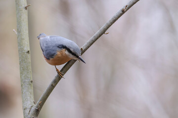 sitta europeae European nuthatch perched in close view