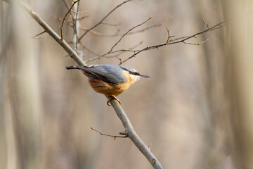 sitta europeae European nuthatch perched in close view