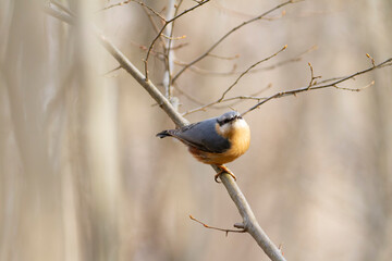 sitta europeae European nuthatch perched in close view