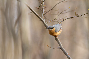 sitta europeae European nuthatch perched in close view
