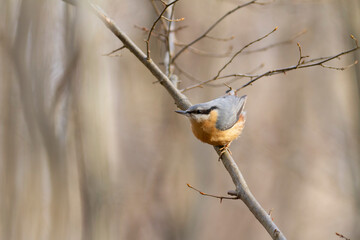 sitta europeae European nuthatch perched in close view