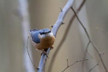sitta europeae European nuthatch perched in close view