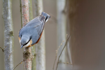 sitta europeae European nuthatch perched in close view