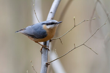 sitta europeae European nuthatch perched in close view