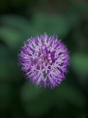 beautiful Purple flower isolated on green background