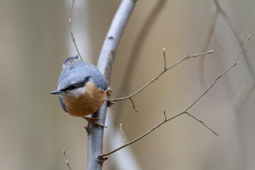 sitta europeae European nuthatch perched in close view