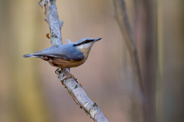 sitta europeae European nuthatch perched in close view