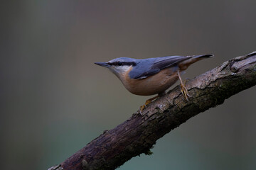 sitta europeae European nuthatch perched in close view