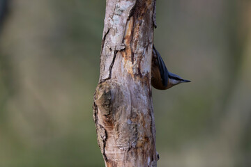 sitta europeae European nuthatch perched in close view