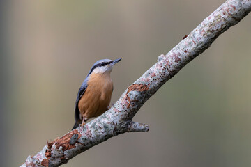 sitta europeae European nuthatch perched in close view