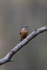 sitta europeae European nuthatch perched in close view