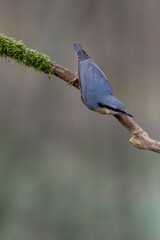 sitta europeae European nuthatch perched in close view