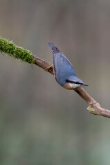 sitta europeae European nuthatch perched in close view