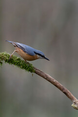 sitta europeae European nuthatch perched in close view